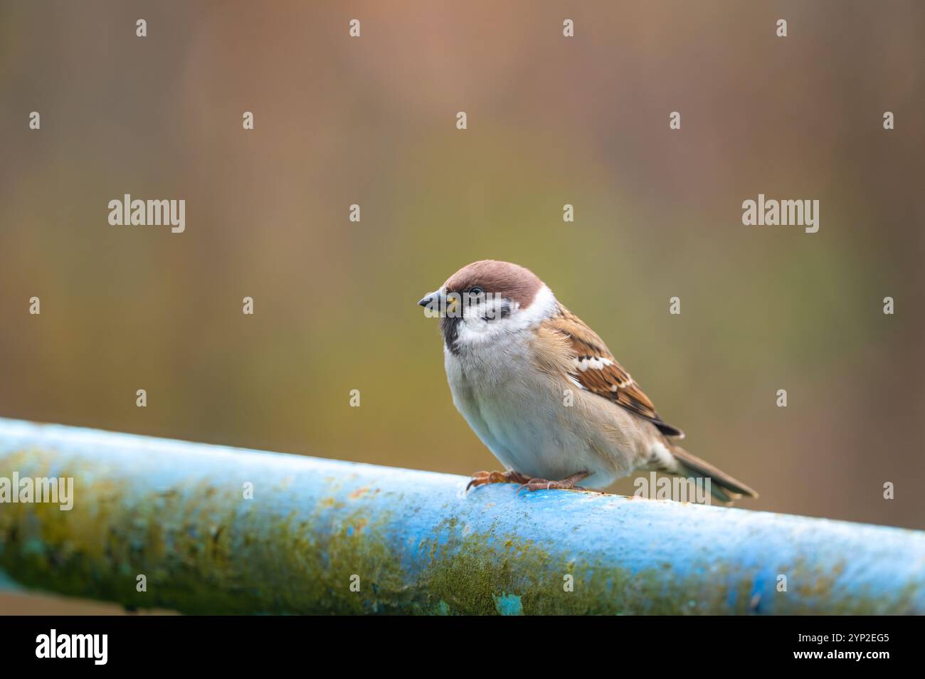 Primo piano di un passero eurasiatico (Passer montanus) arroccato su un tubo metallico, che mostra i suoi segni distintivi e adattabilità all'ambiente urbano Foto Stock