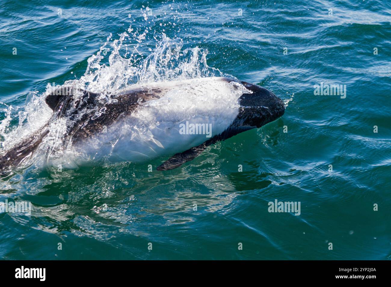 Avvistamento di un delfino di Commerson (Cephalorhynchus commersonii) adulto, Carcass Island nelle Isole Falkland, Sud America Foto Stock