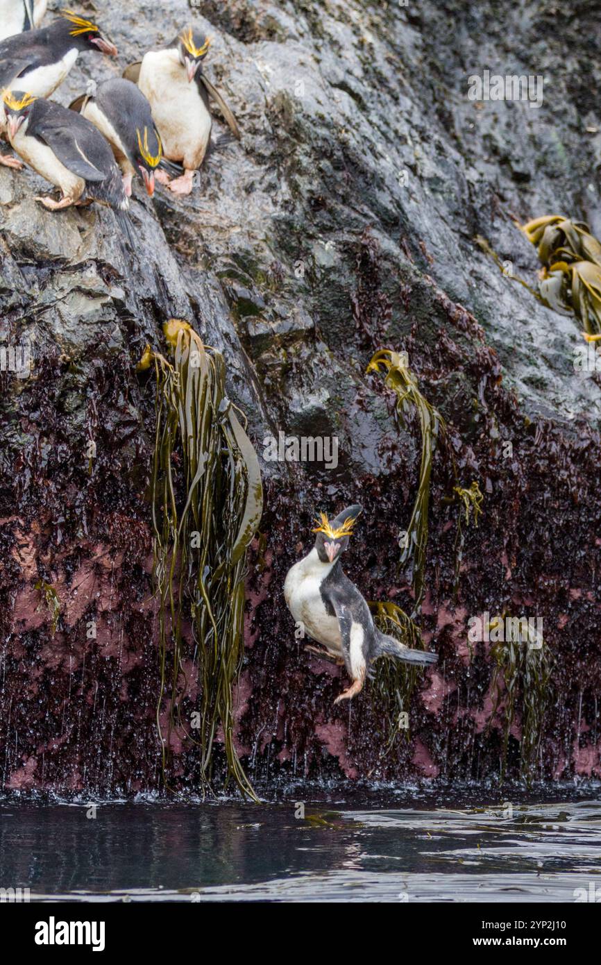 Pinguini di macaroni adulti (Eudyptes chrysolophus) che si tuffano in mare lasciando la loro colonia di riproduzione a Elsehul nella Georgia del Sud, nell'Oceano meridionale Foto Stock