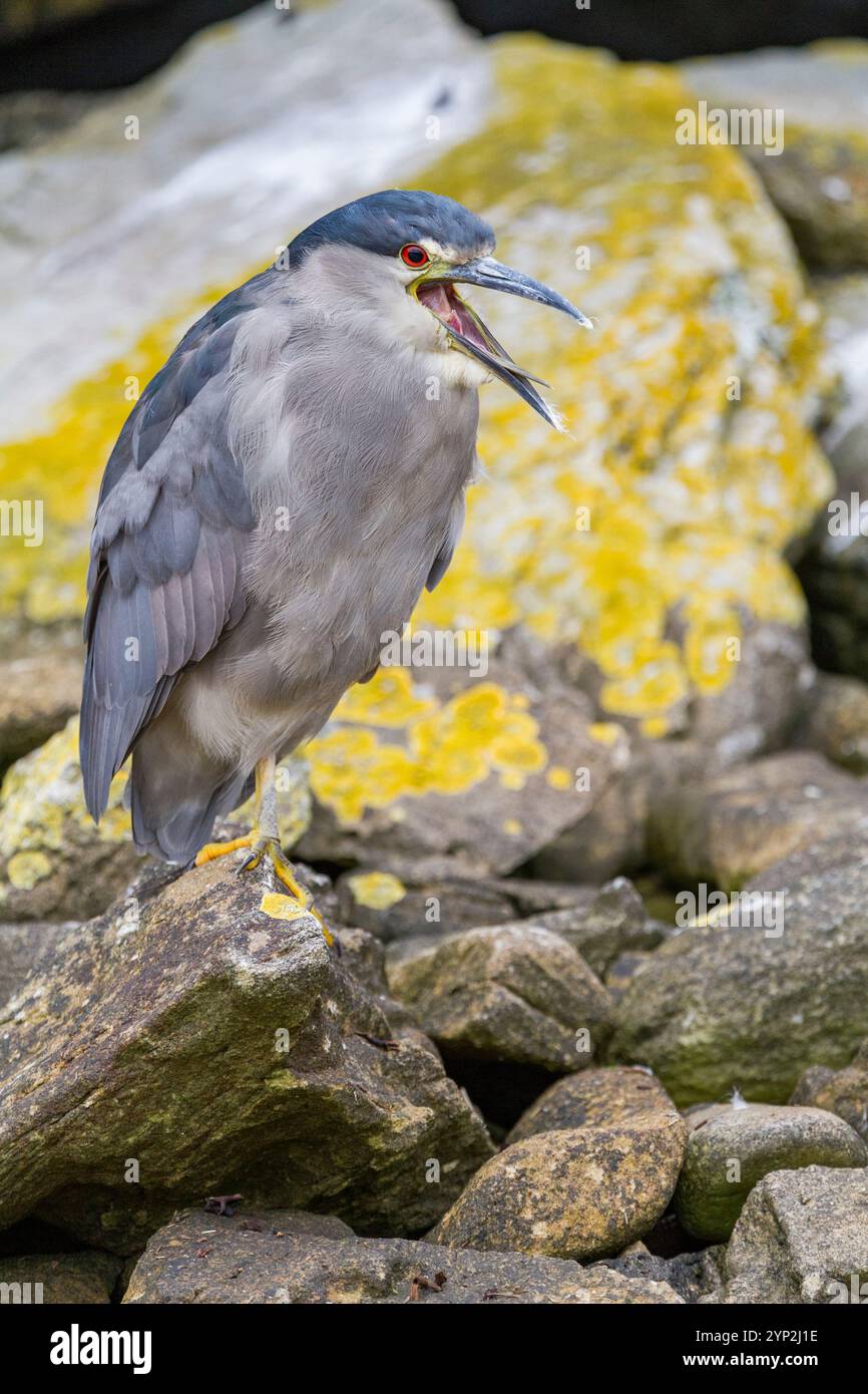 Airone notturno con corona nera adulto (Nycticorax nycticorax falklandicus) sull'isola Carcass nelle Isole Falkland, Sud America Foto Stock