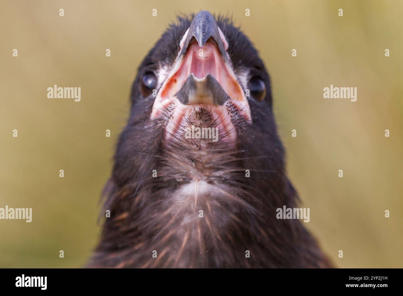 caracara striata adulta (Phalcoboenus australis), primo piano, sull'isola Carcass nelle Isole Falkland, nell'Oceano Atlantico meridionale, Sud America Foto Stock