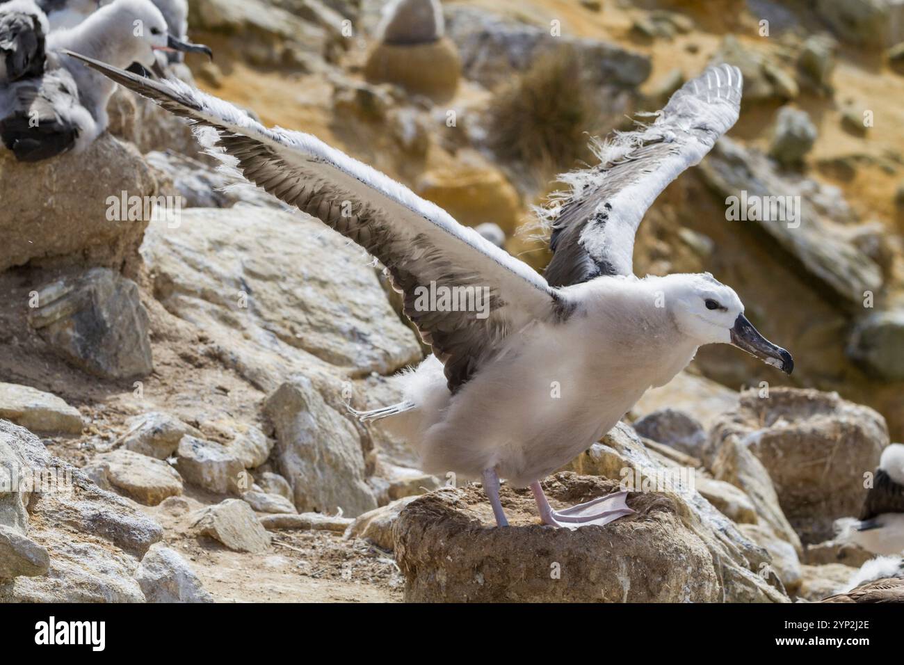 Albatross con sopracciglia nera (Thalassarche melanophrys) pulcino sul nido nel sito di nidificazione di New Island, Falklands, Sud America Foto Stock