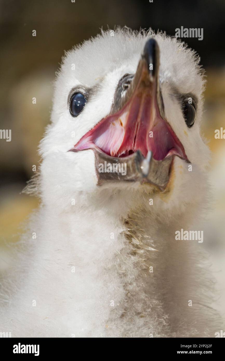 Albatross con sopracciglia nera (Thalassarche melanophrys) pulcino, primo piano, sul nido del sito di nidificazione a New Island, Falklands, Sud America Foto Stock