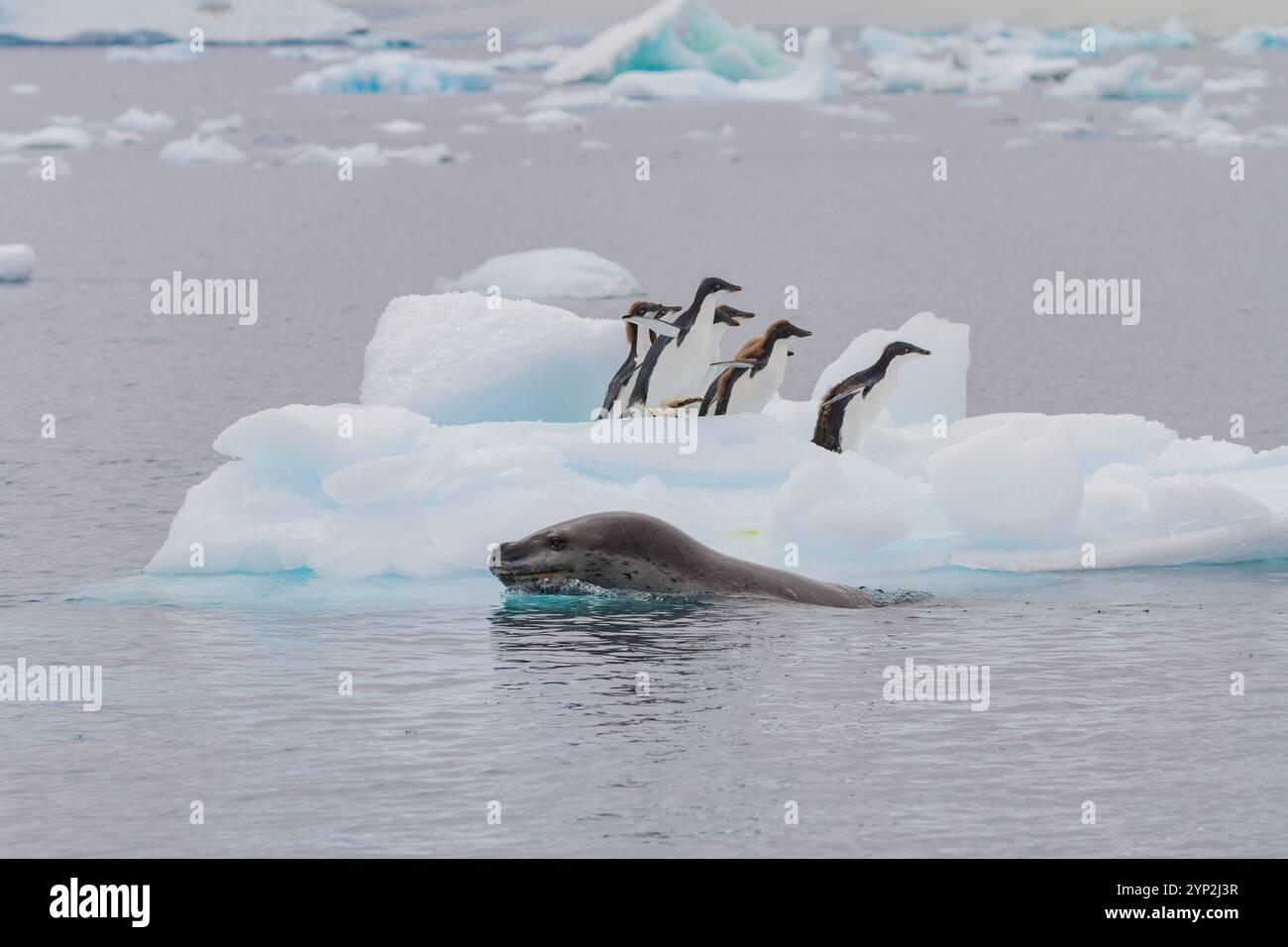 Foca leopardata femmina adulta (Hydrurga leptonyx) che insegue giovani pinguini di Adelie sul ghiaccio a Brown Bluff, Penisola Antartica. Foto Stock