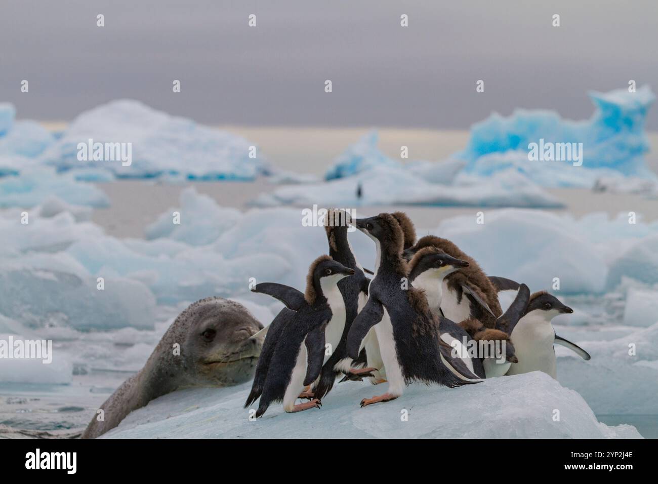 Foca leopardata femmina adulta (Hydrurga leptonyx) che insegue i pinguini giovanili di Adelie a Brown Bluff vicino alla penisola antartica, Antartide, regioni polari Foto Stock