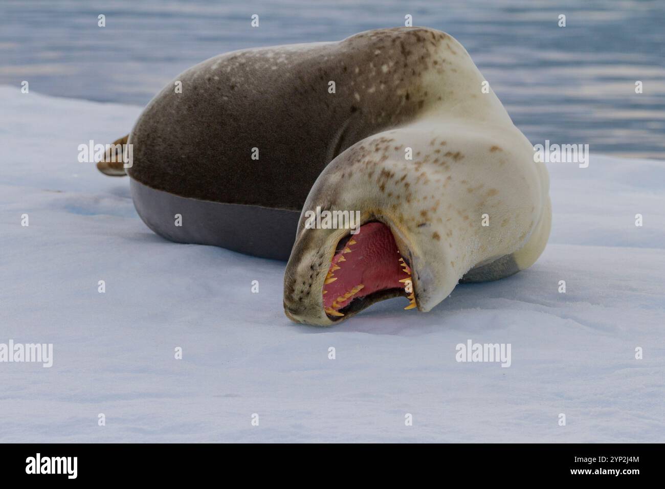 Leopardo maschio adulto (Hydrurga leptonyx) trasportato sul ghiaccio nel Gullet vicino alla Penisola Antartica, Antartide, regioni polari Foto Stock