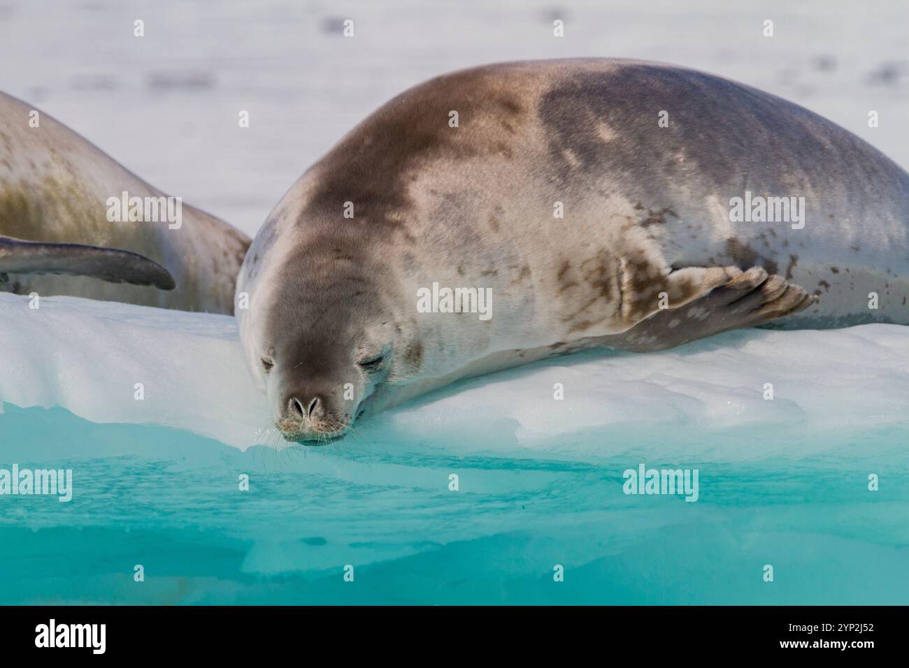 Le foche dei crabeater (Lobodon carcinophaga) sono state trasportate sul ghiaccio nel porto di Neko vicino alla penisola antartica, Antartide, regioni polari Foto Stock