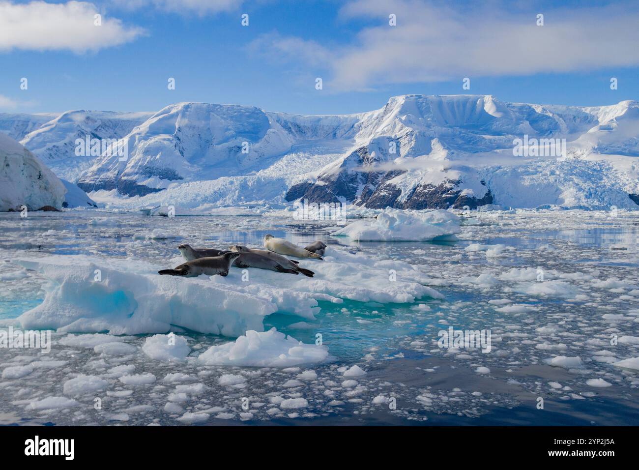 Le foche dei crabeater (Lobodon carcinophaga) sono state trasportate sul ghiaccio nel porto di Neko vicino alla penisola antartica, Antartide, regioni polari Foto Stock