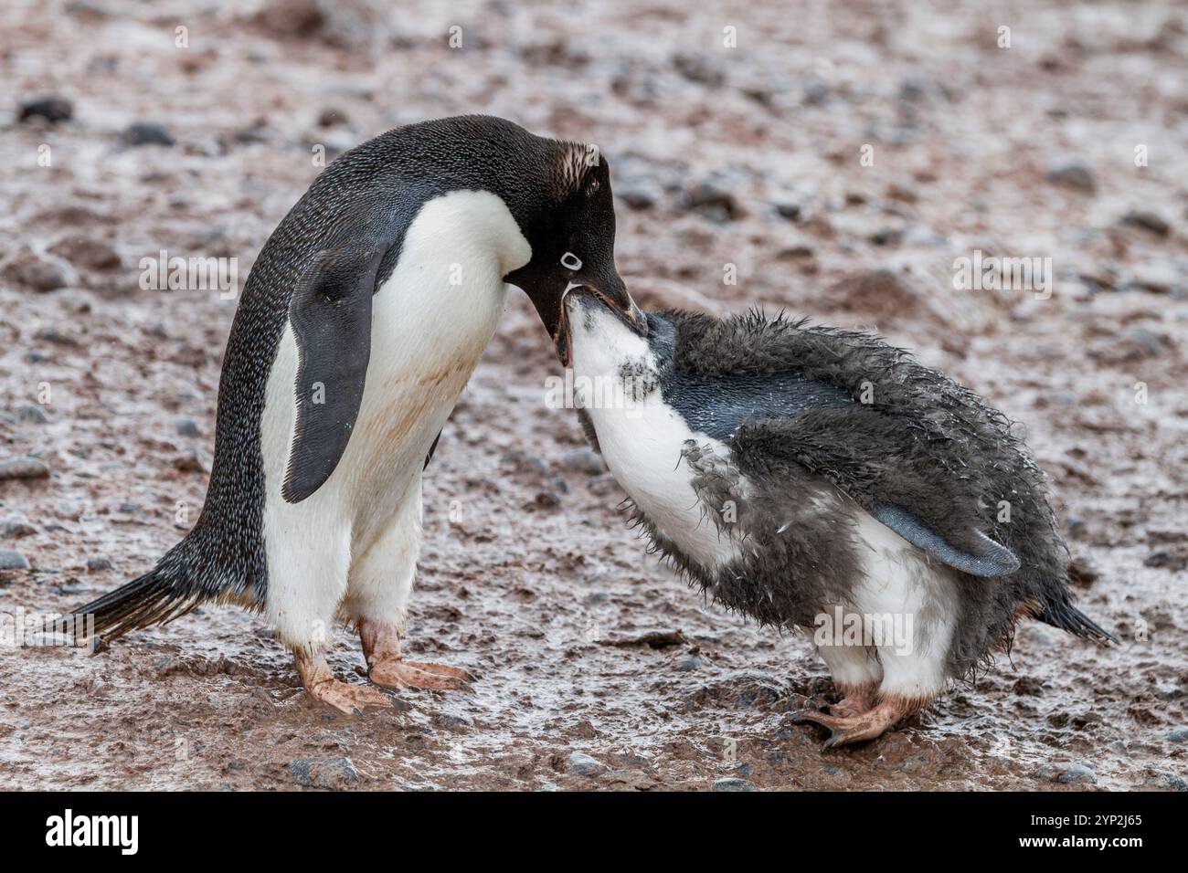 Pinguino di Adelie (Pygoscelis adeliae) pulcino adulto che allatta la colonia di riproduzione di Brown Bluff, Antartide, Polar Regions Foto Stock