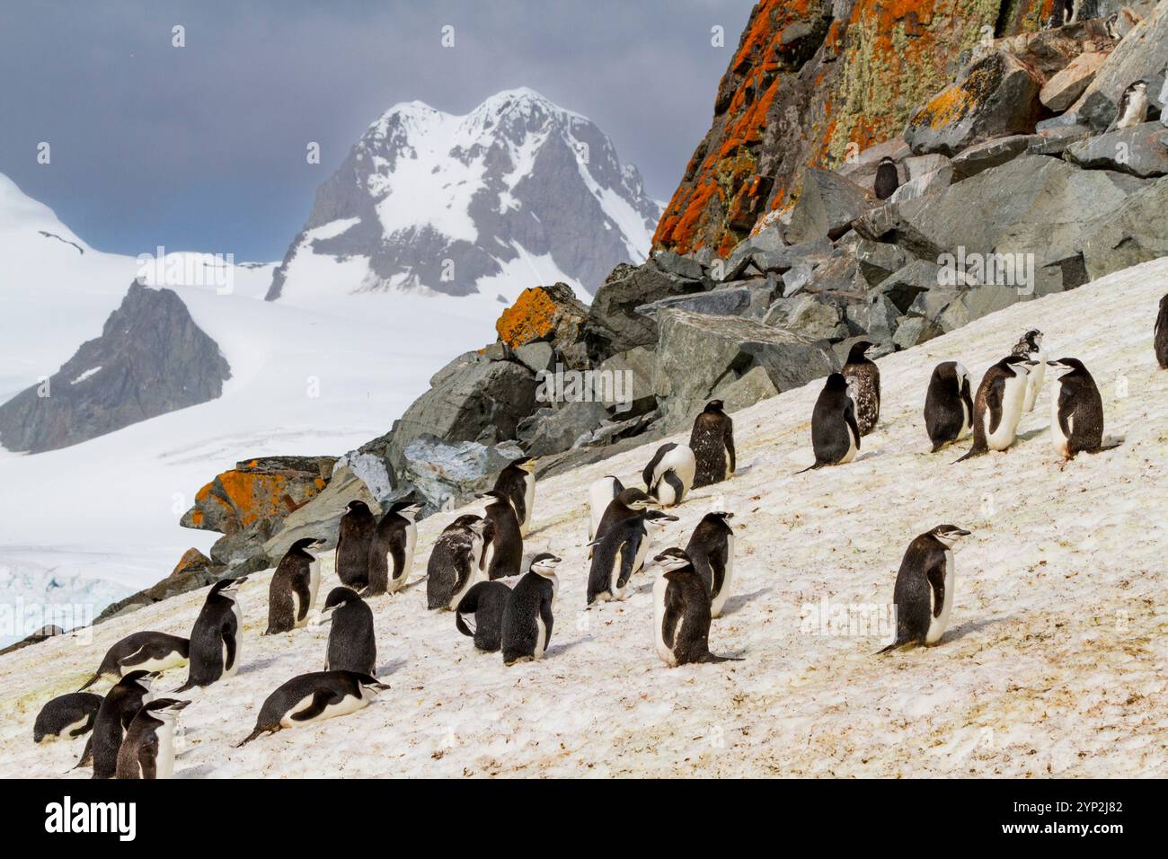 Pinguino Chinstrap (Pygoscelis antarctica) che nidifica e muta a Half Moon Island, Antartide, Oceano meridionale, regioni polari Foto Stock