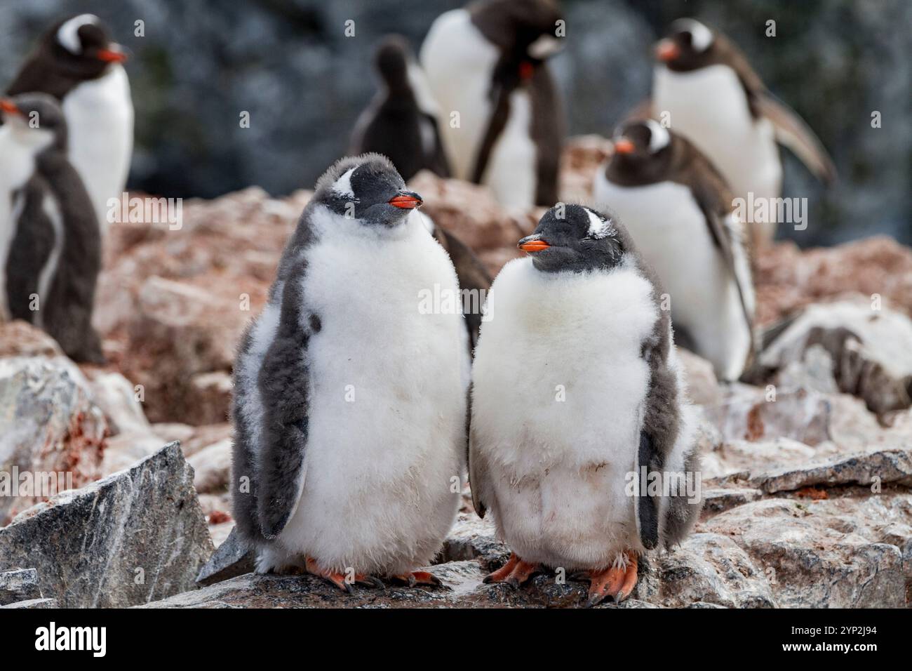 Colonia di riproduzione di pinguini Gentoo (Pygoscelis papua) sull'isola di Booth, Antartide, Oceano meridionale, regioni polari Foto Stock