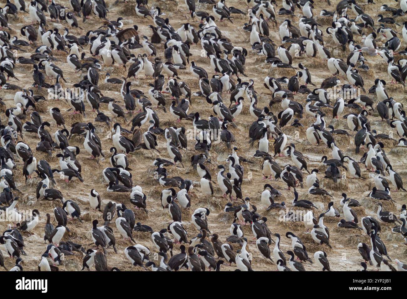 Shags imperiali (Phalacrocorax (atriceps) atriceps) a colonia di riproduzione su piccoli isolotti al largo della città di Ushuaia, Argentina, Sud America Foto Stock