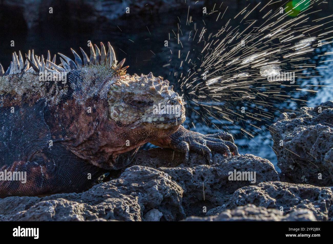 L'endemica iguana marina delle Galapagos (Amblyrhynchus cristatus) starnutisce il sale in eccesso dalle sue narici nelle Galapagos, patrimonio dell'umanità dell'UNESCO Foto Stock
