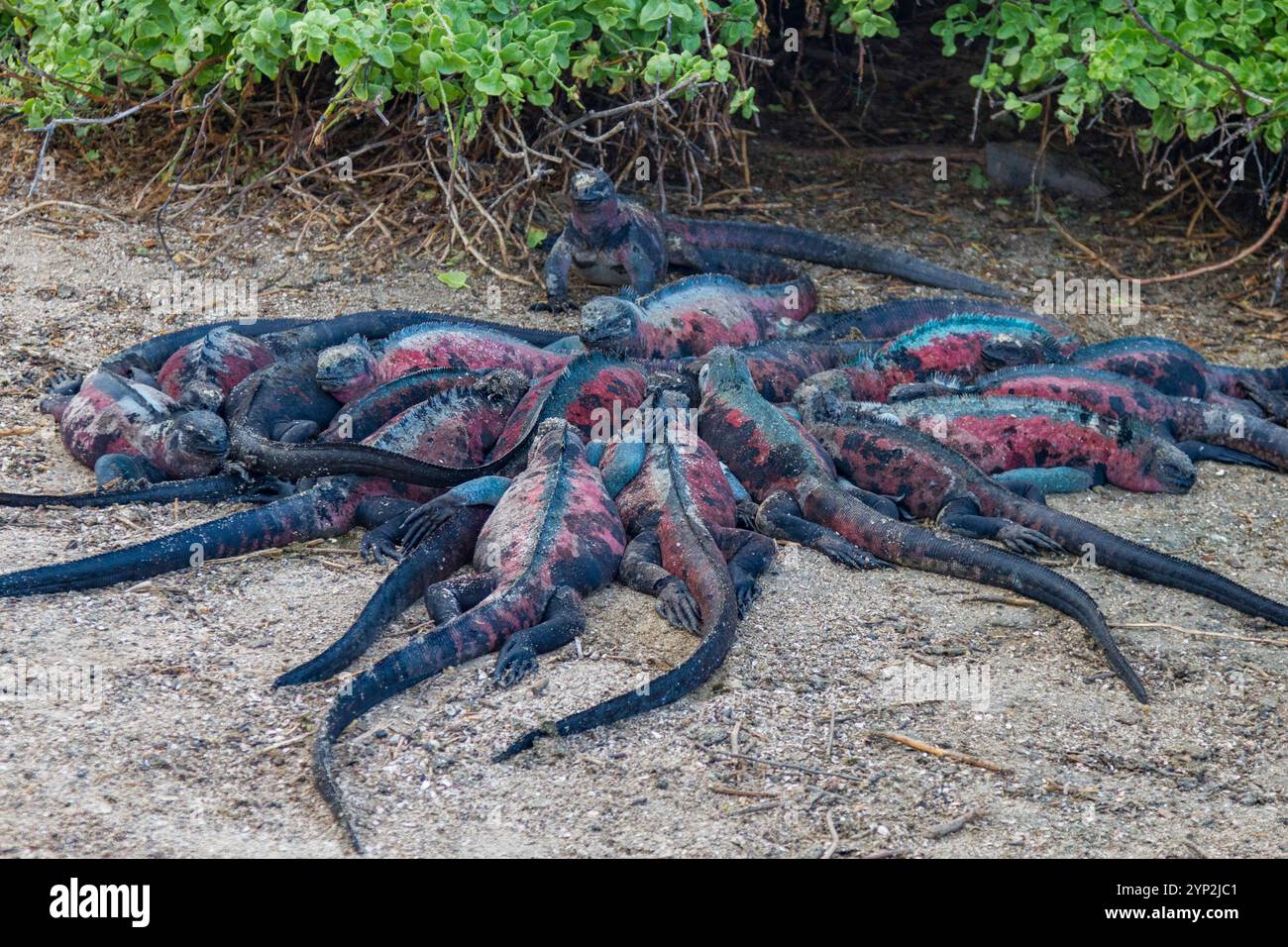 L'endemica iguana marina delle Galapagos (Amblyrhynchus cristatus) sull'isola di Espanola, nelle Isole Galapagos, patrimonio mondiale dell'UNESCO, Ecuador Foto Stock