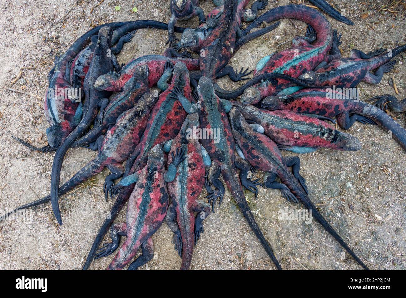 L'endemica iguana marina delle Galapagos (Amblyrhynchus cristatus) sull'isola di Espanola, nelle Isole Galapagos, patrimonio mondiale dell'UNESCO, Ecuador Foto Stock