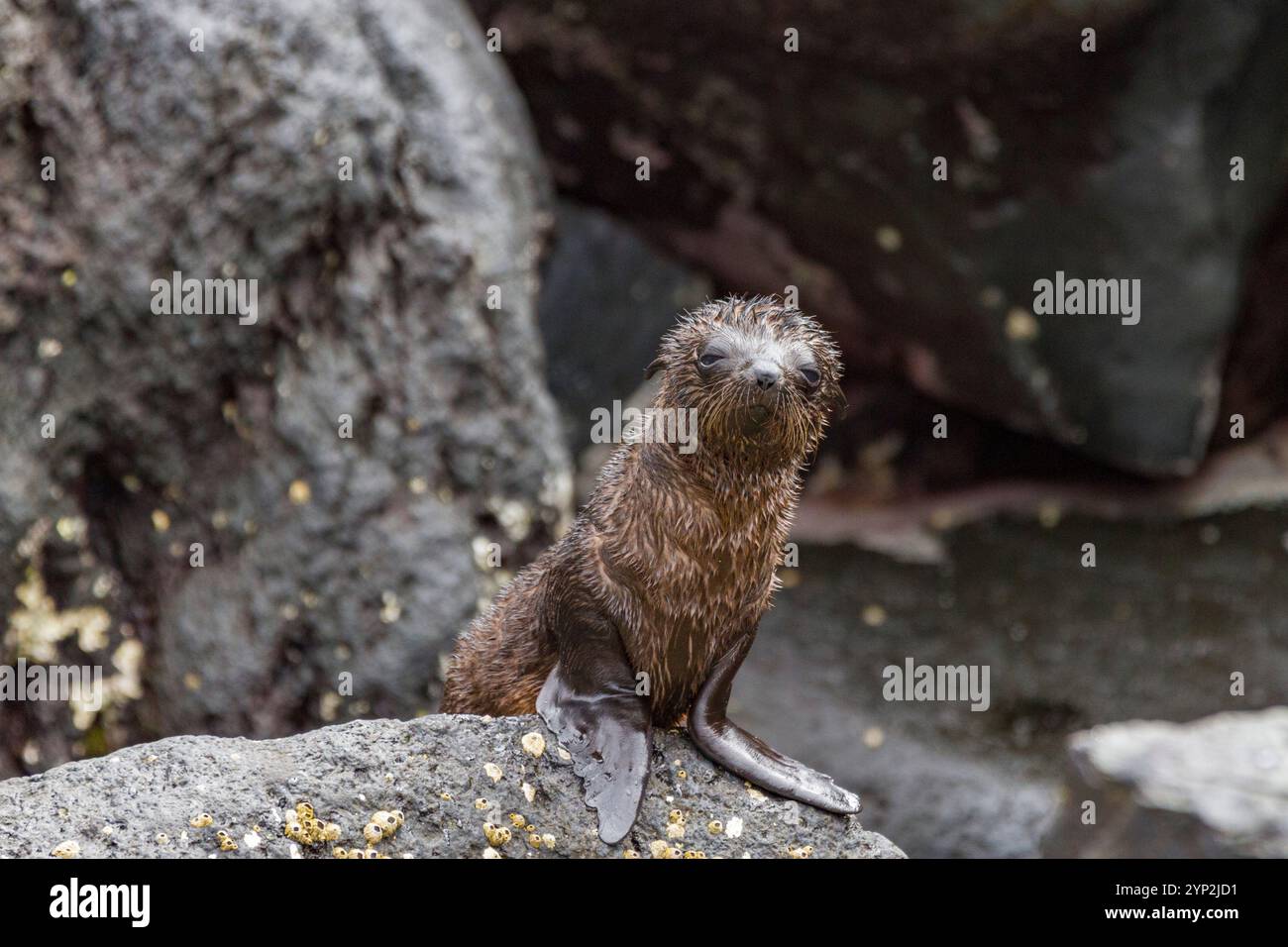 La foca delle Galapagos (Arctocephalus galapagoensis) è stata trasportata su un flusso di lava nell'arcipelago delle Galapagos, sito patrimonio dell'umanità dell'UNESCO, Ecuador Foto Stock