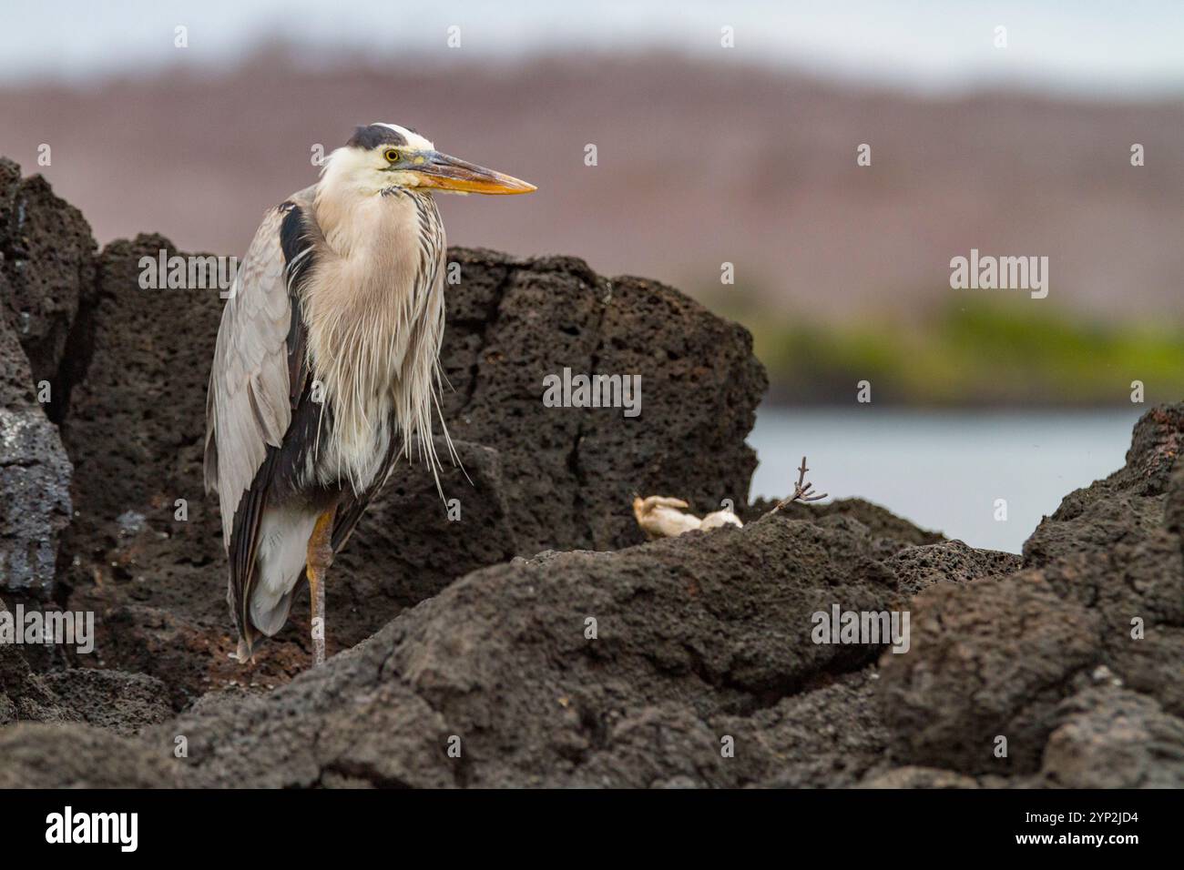 Adulto grande airone blu (Ardea herodias cognata) al Cerro Dragon sull'isola di Santa Cruz nelle Isole Galapagos, UNESCO Foto Stock