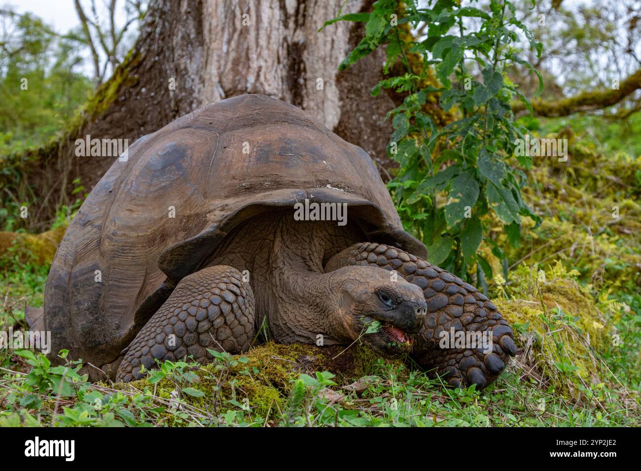 Tartaruga gigante delle Galapagos selvatiche (Geochelone elephantopus) che si nutre sulle praterie in salita dell'isola di Santa Cruz, le Galapagos, patrimonio dell'umanità dell'UNESCO Foto Stock