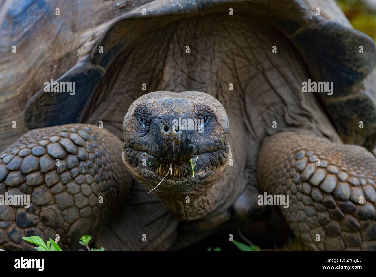 Tartaruga gigante delle Galapagos selvatiche (Geochelone elephantopus) che si nutre sulle praterie in salita dell'isola di Santa Cruz, le Galapagos, patrimonio dell'umanità dell'UNESCO Foto Stock