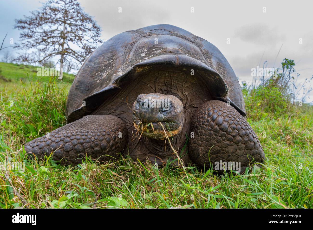 Tartaruga gigante delle Galapagos selvatiche (Geochelone elephantopus) che si nutre sulle praterie in salita dell'isola di Santa Cruz, le Galapagos, patrimonio dell'umanità dell'UNESCO Foto Stock