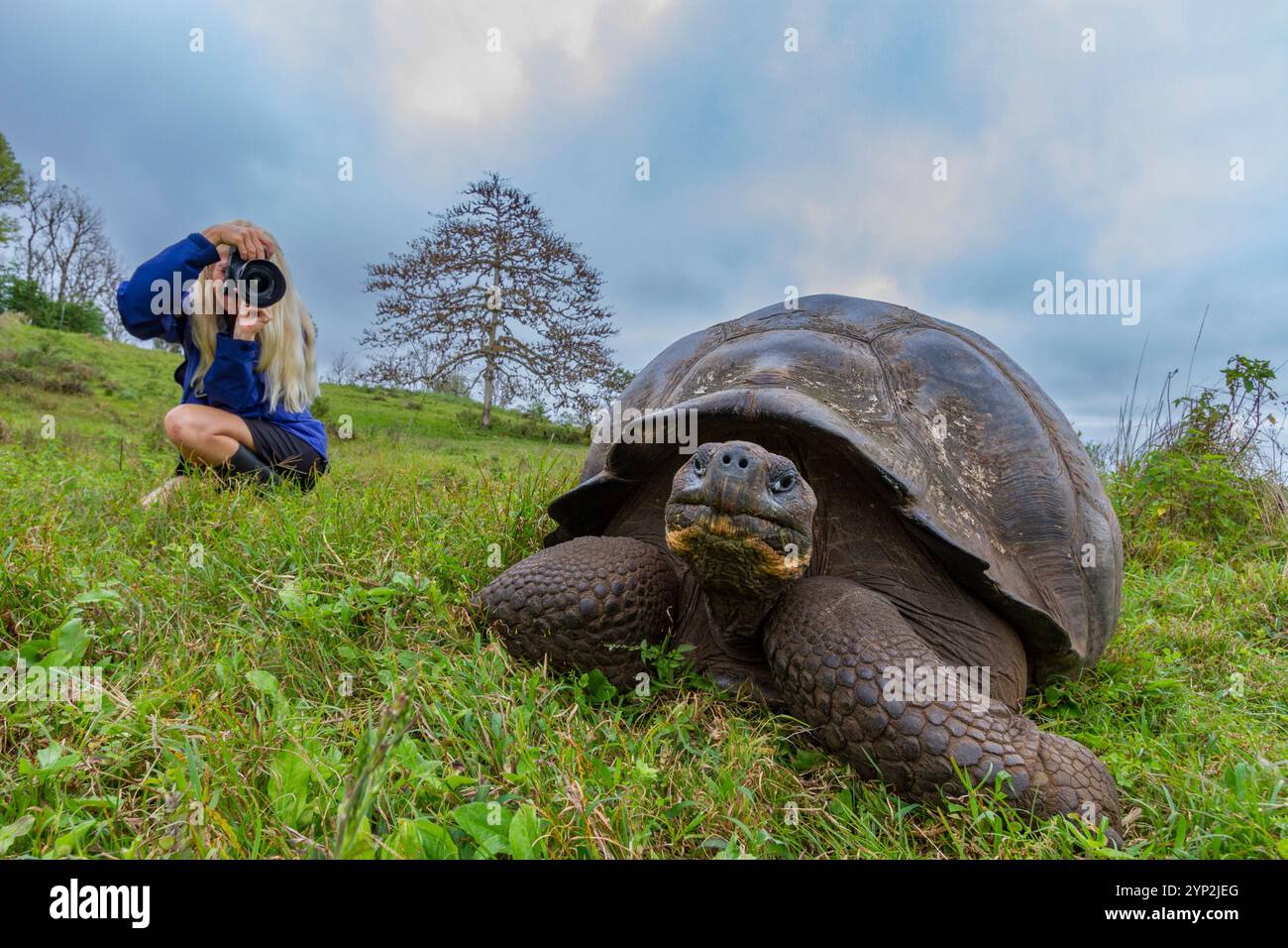 Il turista fotografa una tartaruga gigante selvaggia delle Galapagos (Geochelone elephantopus) che si nutre sulle praterie in salita dell'isola di Santa Cruz, nelle Galapagos Foto Stock