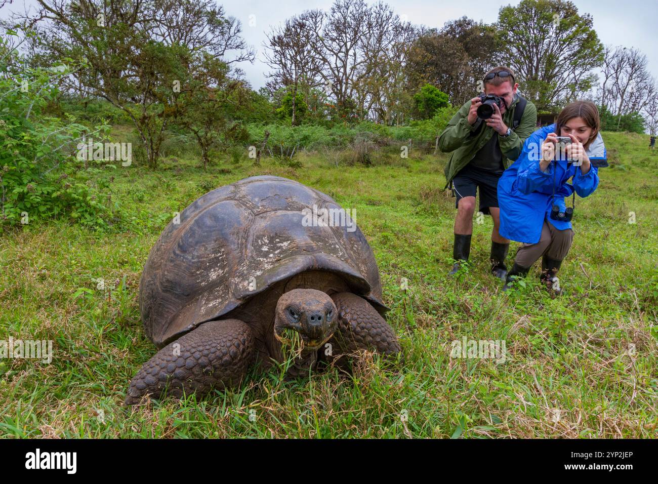 I turisti fotografano una tartaruga gigante delle Galapagos selvaggia (Geochelone elephantopus) che si nutrono delle praterie in salita dell'isola di Santa Cruz, nelle Galapagos Foto Stock