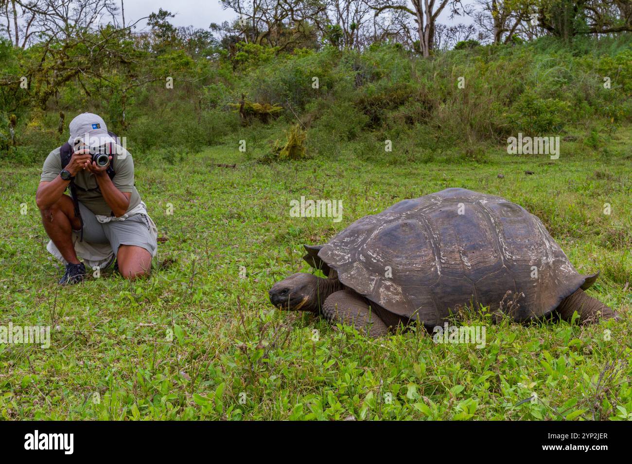 Il turista fotografa una tartaruga gigante selvaggia delle Galapagos (Geochelone elephantopus) che si nutre sulle praterie in salita dell'isola di Santa Cruz, nelle Galapagos Foto Stock