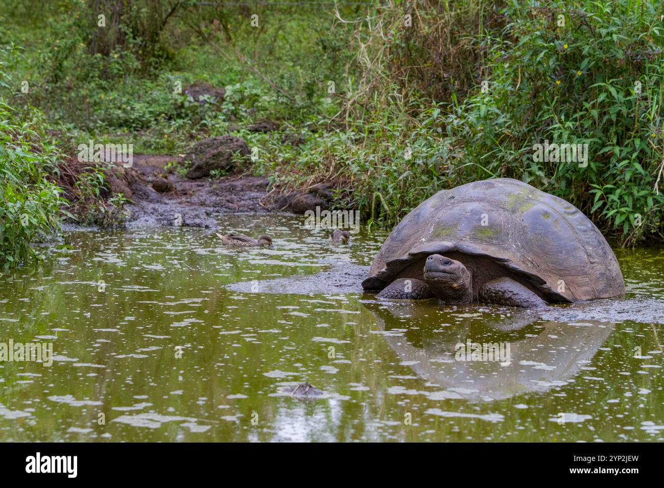 Tartaruga gigante delle Galapagos selvatiche (Geochelone elephantopus) che si nutre sulle praterie in salita dell'isola di Santa Cruz, le Galapagos, patrimonio dell'umanità dell'UNESCO Foto Stock
