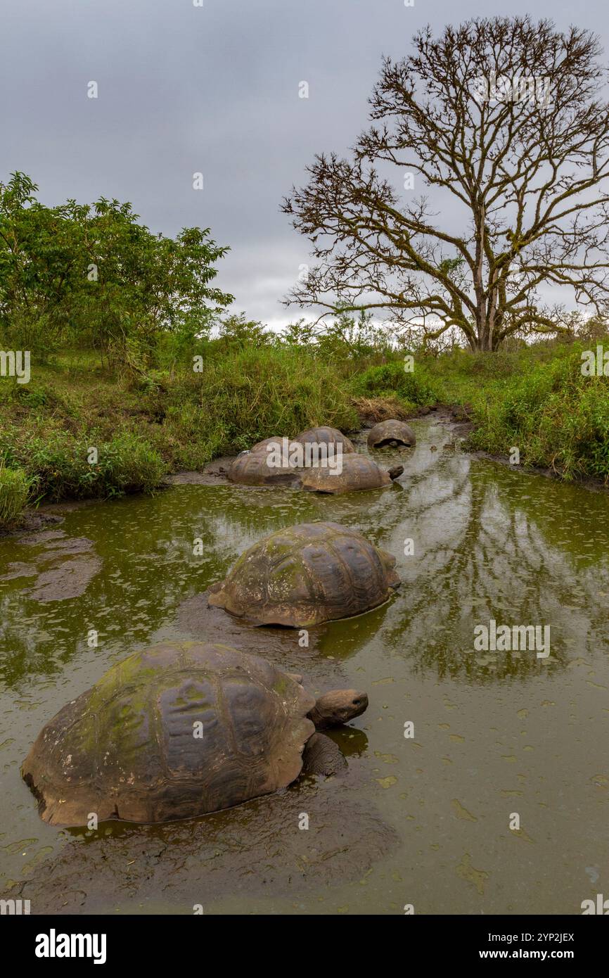 Tartarughe giganti delle Galapagos selvatiche (Geochelone elephantopus) che si nutrono sulle praterie in salita dell'isola di Santa Cruz, le Galapagos, patrimonio dell'umanità dell'UNESCO Foto Stock