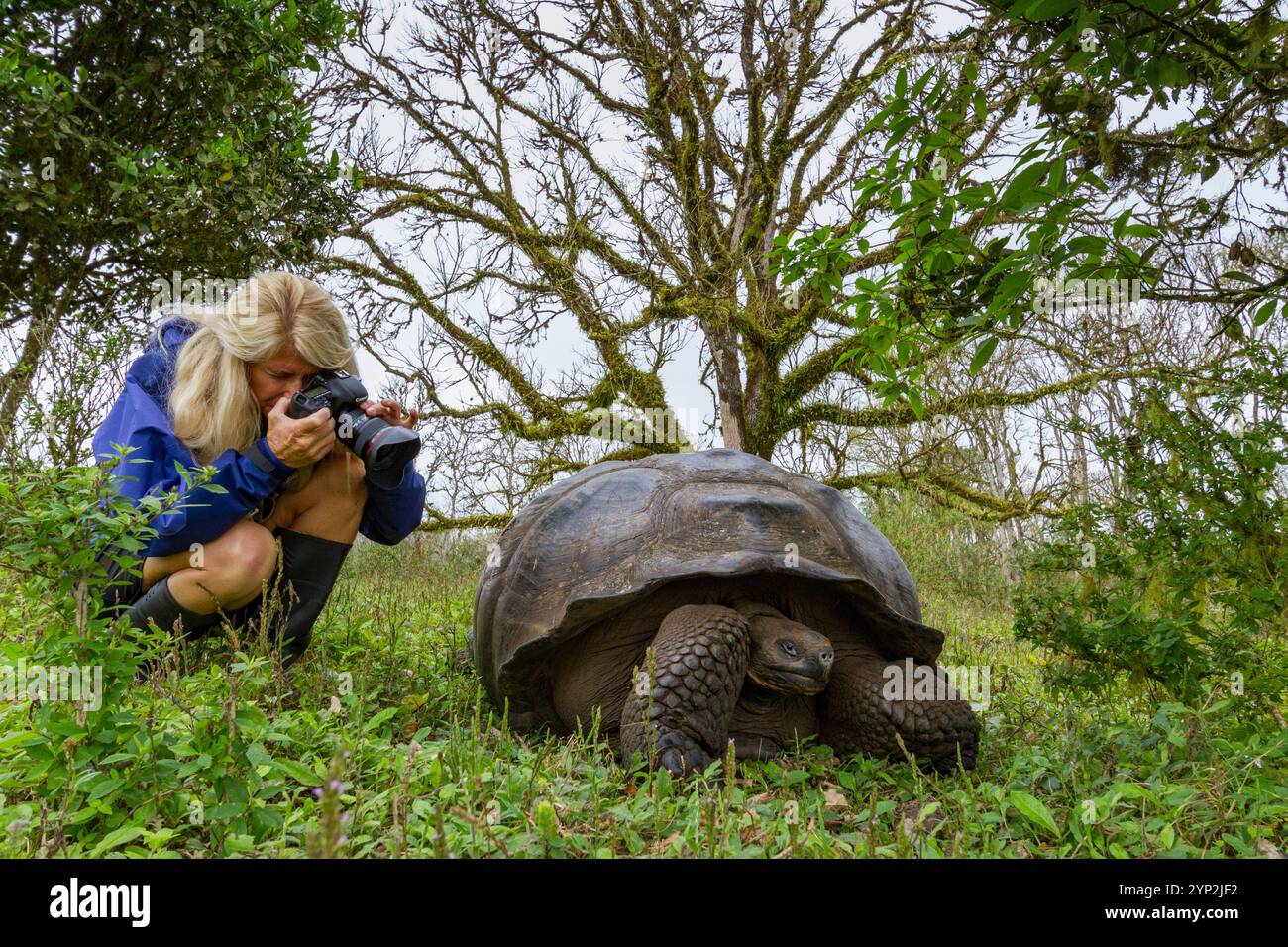 Il turista fotografa una tartaruga gigante delle Galapagos selvaggia (Geochelone elephantopus) che si nutre sulle praterie in salita dell'isola di Santa Cruz, nelle Galapagos Foto Stock