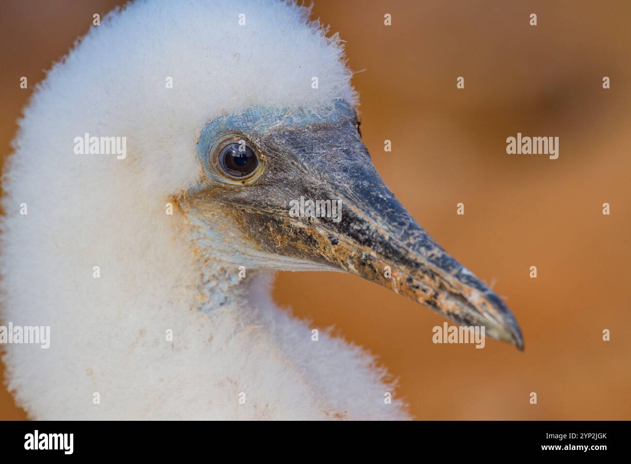 Pulcino dai piedi blu (Sula nebouxii) appena schiusa nell'arcipelago delle Galapagos, patrimonio dell'umanità dell'UNESCO, Ecuador, Sud America Foto Stock