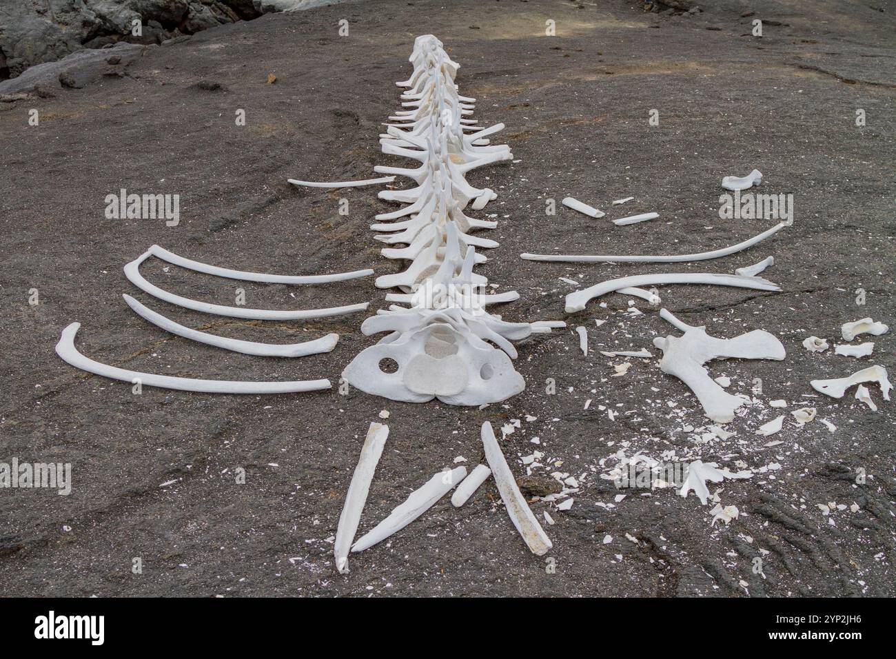 Scheletro di balena, molto probabilmente una giovane balena di Bryde, sul flusso di lava nell'arcipelago delle Galapagos, sito patrimonio dell'umanità dell'UNESCO, Ecuador, a sud Foto Stock