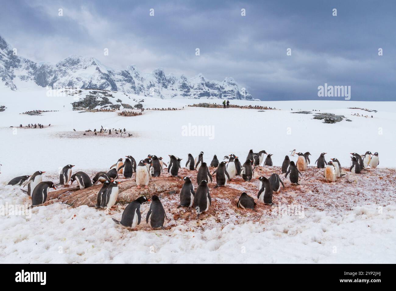 Pinguino di Gentoo (Pygoscelis papua), colonia nidificante a Jougla Point sull'isola Wiencke, Antartide, Oceano meridionale, regioni polari Foto Stock