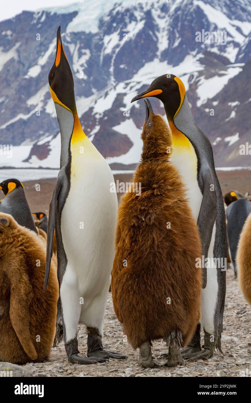 Pinguino re adulto (Aptenodytes patagonicus) nell'atto di dare da mangiare al pulcino sull'Isola della Georgia del Sud, sull'Oceano meridionale, nelle regioni polari Foto Stock