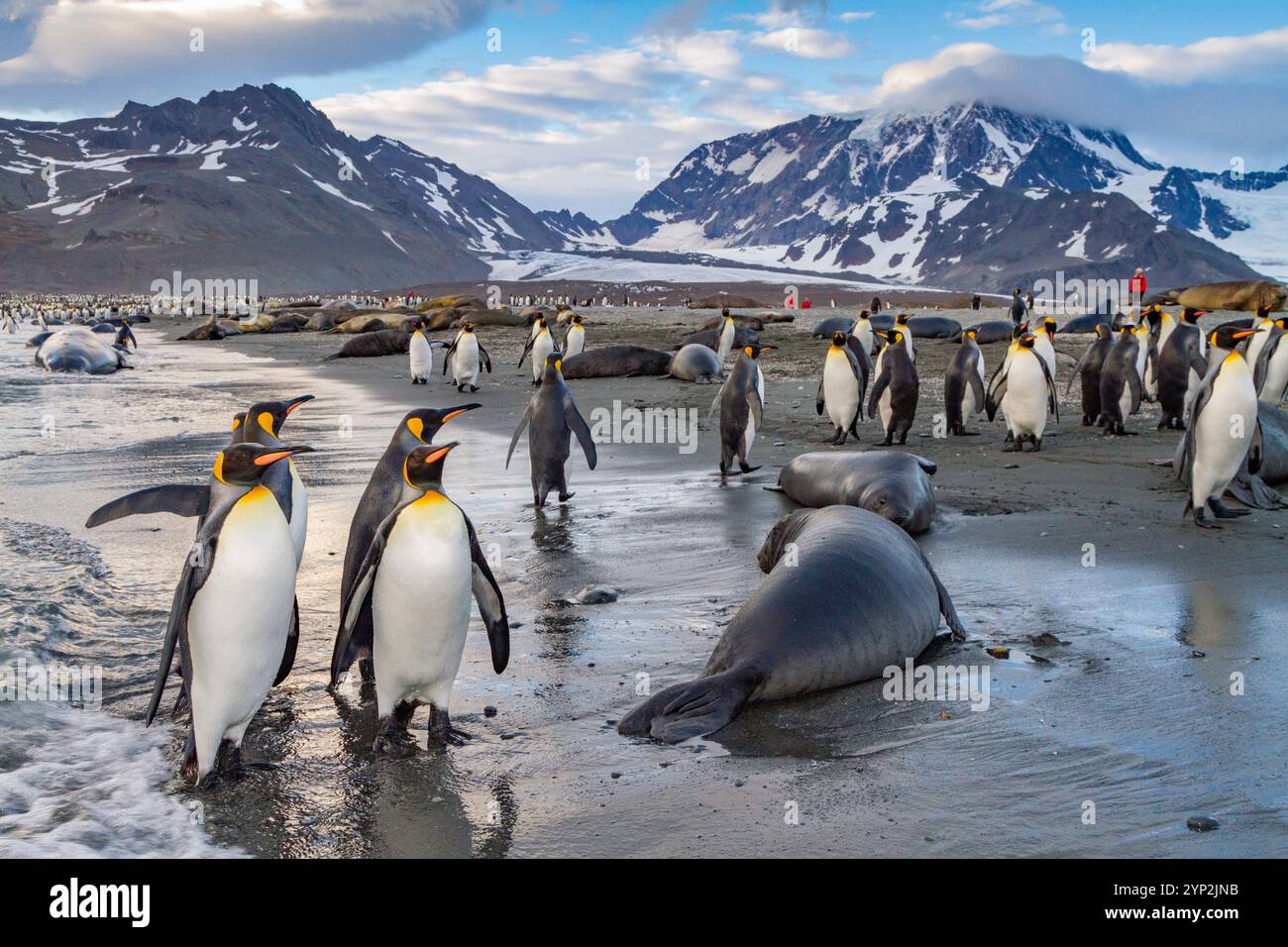 Pinguino re (Aptenodytes patagonicus) che nidifica e nidifica colonia, e foche, Isola della Georgia del Sud, Oceano meridionale, regioni polari Foto Stock