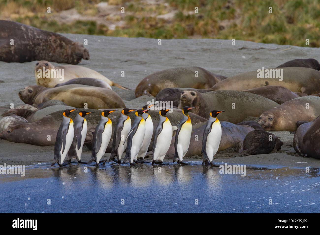 Pinguino re (Aptenodytes patagonicus) che nidifica e nidifica la colonia sull'Isola della Georgia del Sud, sull'Oceano meridionale, nelle regioni polari Foto Stock