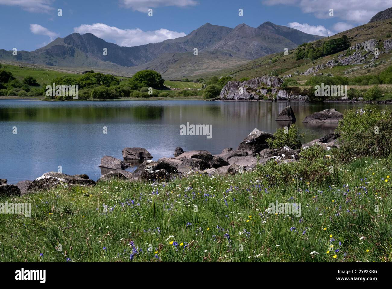 Campanelli e fiori selvatici accanto a Llynnau Mymbyr sostenuti dal Monte Snowdon (Yr Wyddfa) e dal ferro di cavallo Snowdon Foto Stock