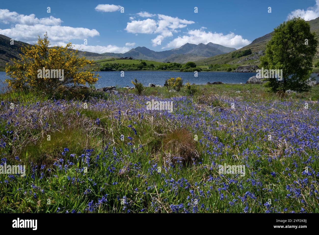 Bluebells accanto a Llynnau Mymbyr sostenuto da The Snowdon Horseshoe, Dyffryn Mymbyr, Snowdonia National Park (Eryri), Galles del Nord, Regno Unito, Europa Foto Stock