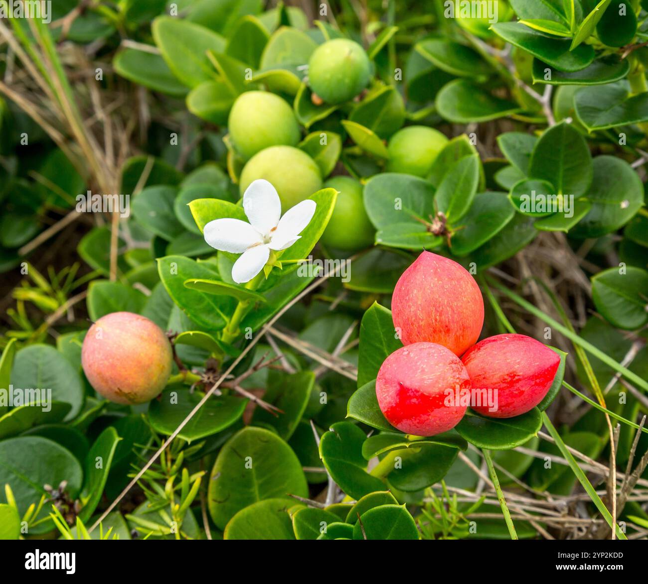 Natal Plum (carissa macrocarpa), un arbusto originario dell'Africa meridionale, popolare nelle Bermuda come pianta per siepi, Bermuda, Atlantico settentrionale Foto Stock