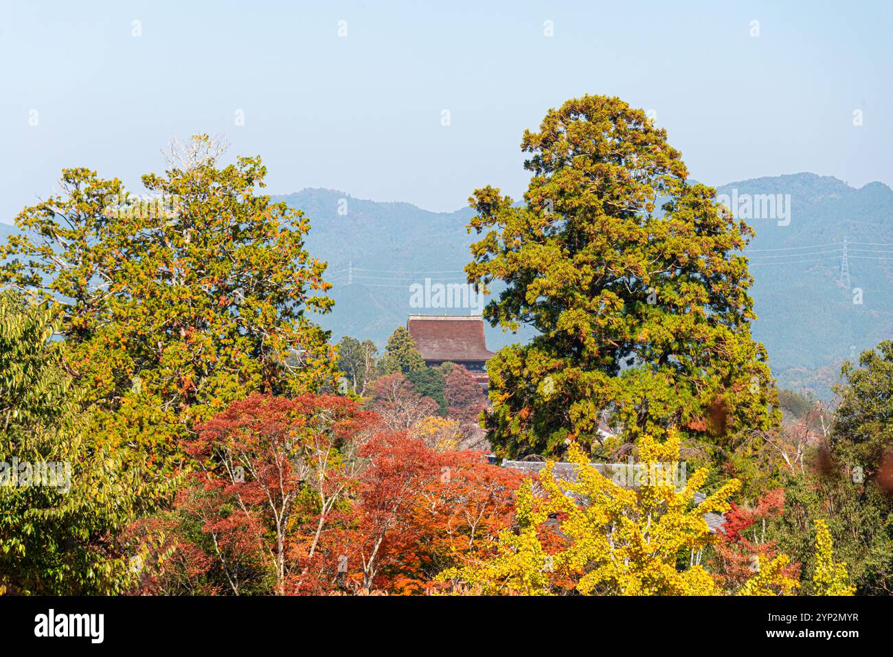 Acero rosso che incornicia il tetto di un tempio giapponese nella zona montana di Yoshino, Yoshino, Nara, Honshu, Giappone, Asia Foto Stock