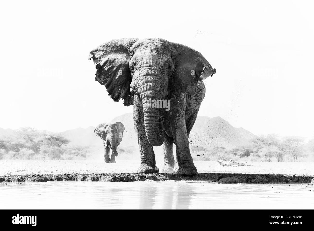 Elefante (Loxodonta africana) toro, Shompole, Kenya, Africa orientale, Africa Foto Stock