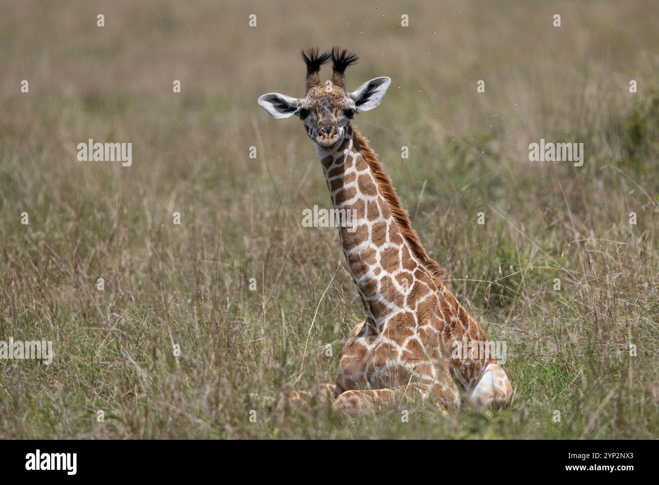 Giraffa (Giraffa camelopardalis) vitello, Masai Mara, Kenya, Africa orientale, Africa Foto Stock
