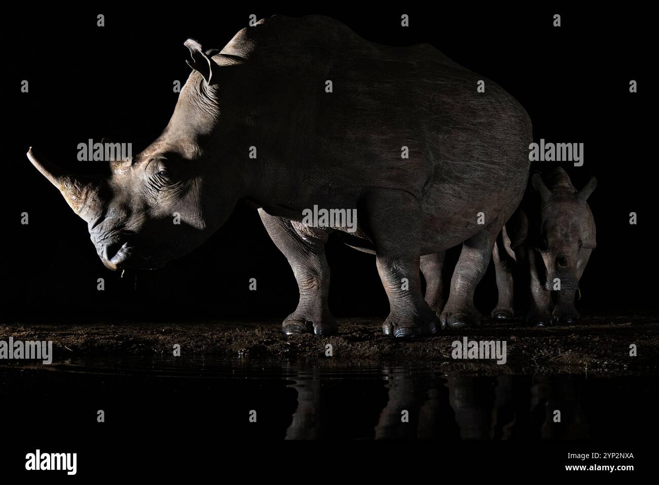 Rinoceronte bianco (Ceratotherium simum) e vitello di notte, riserva di caccia privata Zimanga, KwaZulu-Natal, Sudafrica, Africa Foto Stock