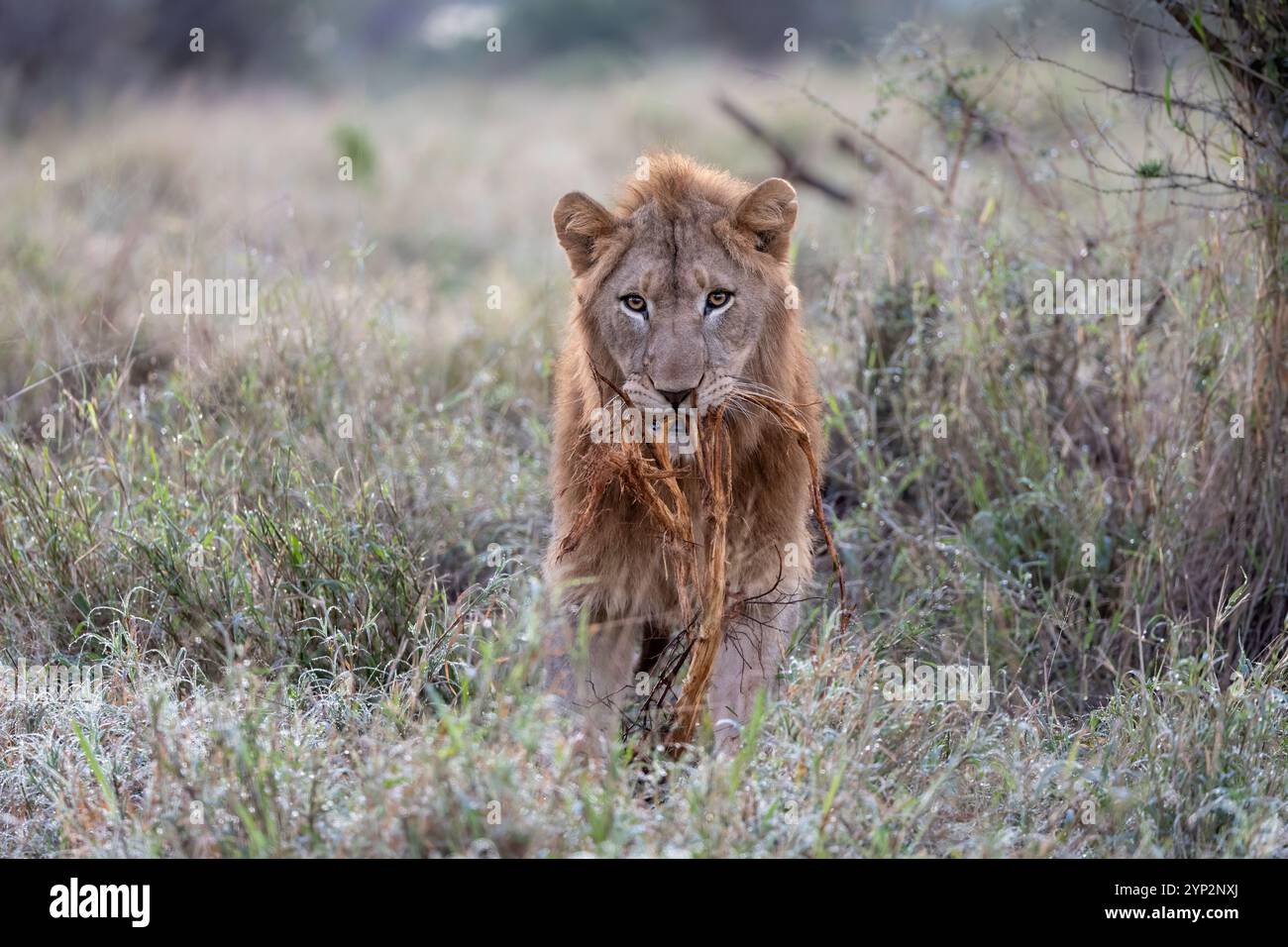 Lion (Panthera leo) giocare con la vegetazione, Zimanga Private Game Reserve, KwaZulu-Natal, Sudafrica Foto Stock