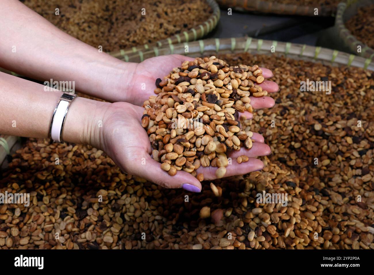 Caffè Luwak in mostra presso una piantagione di caffè, consistenze di chicchi di caffè, Yogyakarta, Java, Indonesia, sud-est asiatico, Asia, Asia Foto Stock