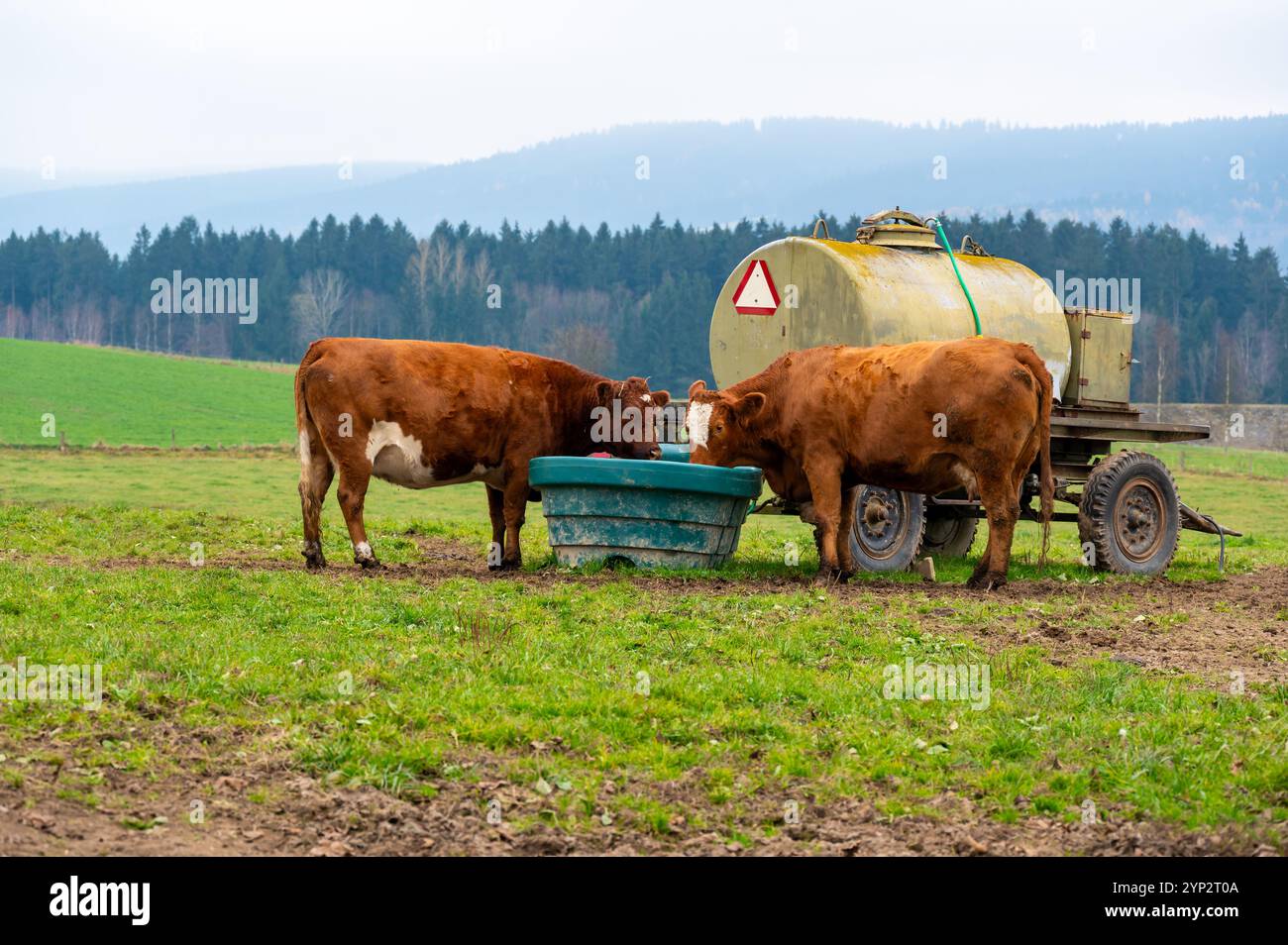 Una tranquilla scena rurale in cui due mucche bevono acqua da un contenitore vicino a una cisterna su un prato verde, catturando la semplicità e il fascino della campagna Foto Stock