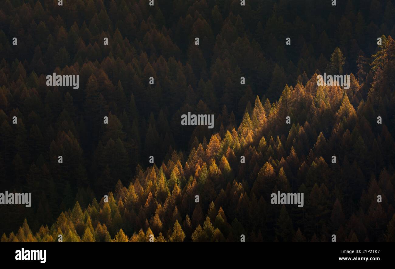Una foresta di larici scuri (Larix) in autunno con un raggio di luce che illumina alcuni alberi, umore scuro, colori autunnali, full frame, copia spazio Foto Stock