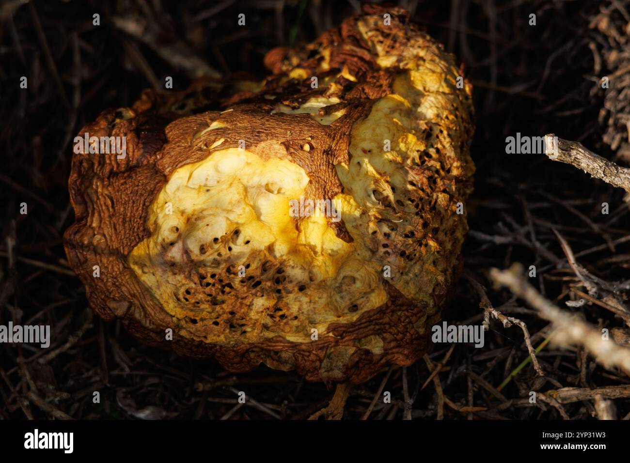 Fungo Suillus a forma di cuore senza la cuticola del berretto, Alcoy, Spagna Foto Stock