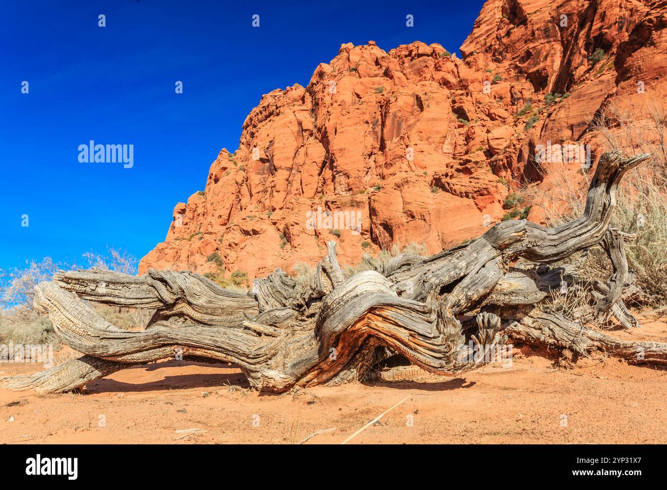 Un grande ramo d'albero è adagiato a terra di fronte a una parete di roccia rossa. Il cielo è blu e limpido e la scena è tranquilla e serena Foto Stock