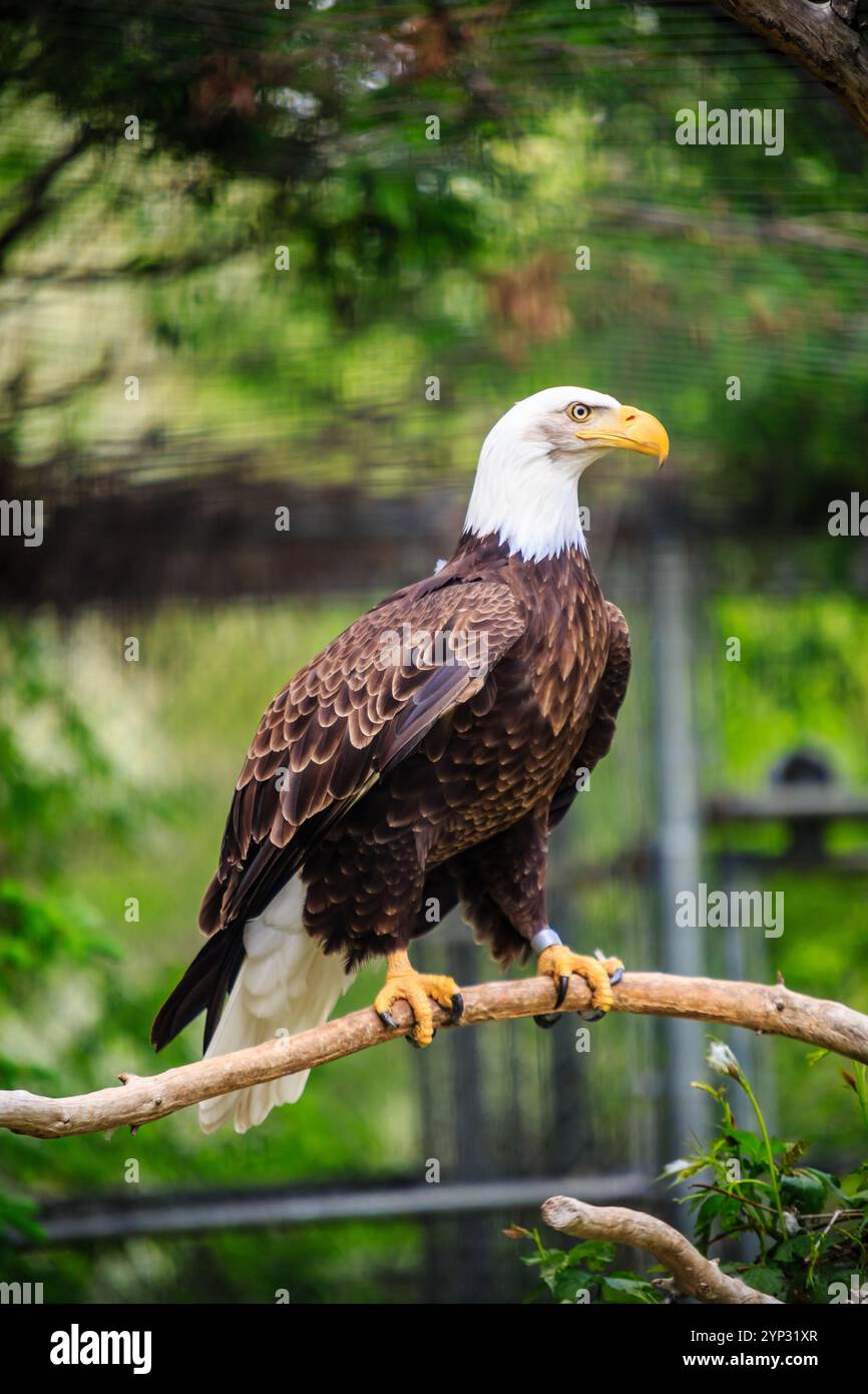 Un'aquila calva è appollaiata su un ramo in un recinto dello zoo. L'uccello guarda a destra Foto Stock